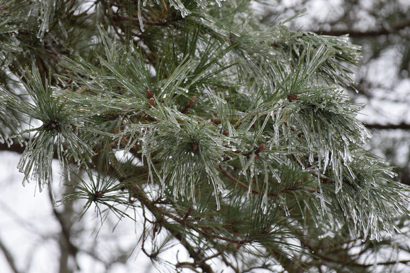 Ice Tree 2
