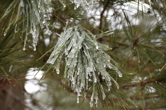 Frozen Ice Tree 2